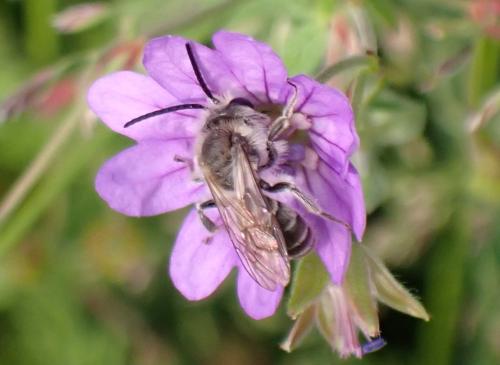 Andrena sp.